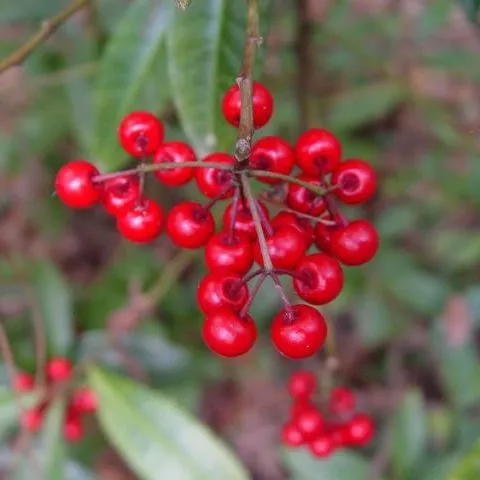 thumbnail for publication: Identification and Control of Coral Ardisia (Ardisia crenata): A Potentially Toxic Plant